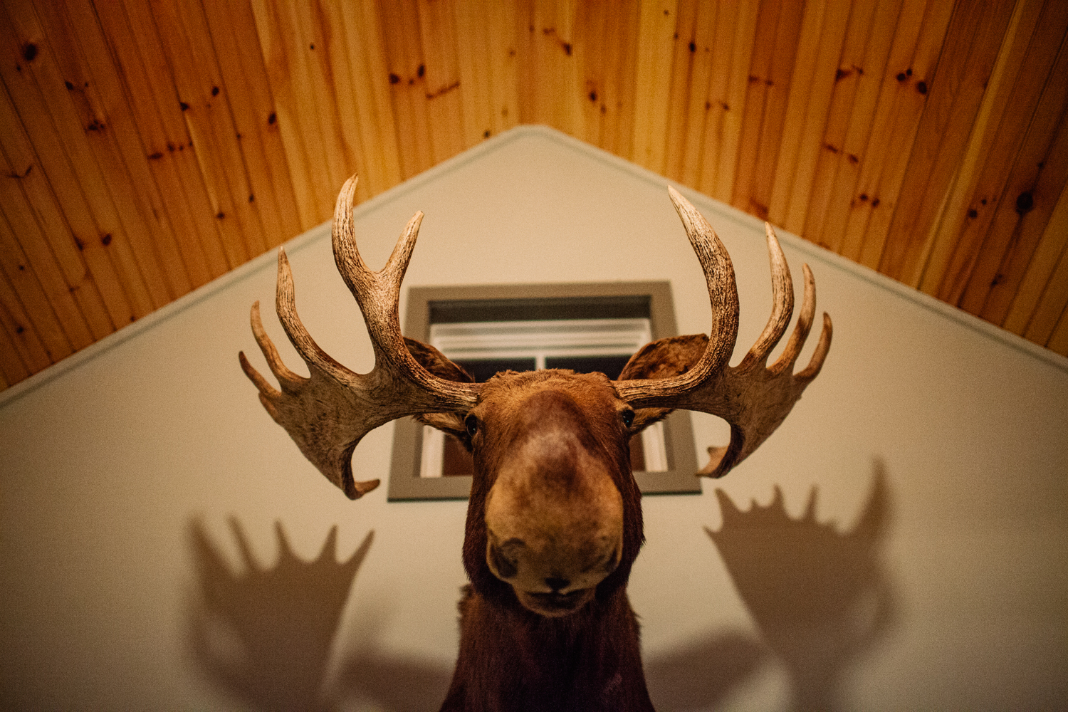 mad river barn moose head